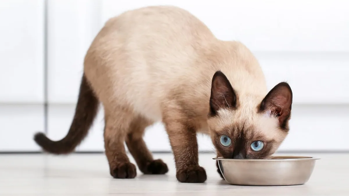 Solid Gold Wet Cat Food Pate for Indoor Cats Supports Healthy Nutrition and Everyday Wellness